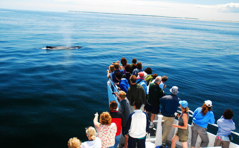 whale watching provincetown