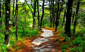 white cedar swamp trail