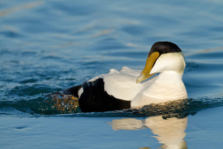 Bird Watching Cape Cod The Birds Of Cape Cod Cape Cod Xplore