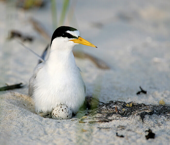 Fascinating Bird Watching Cape Cod Cape Cod Xplore