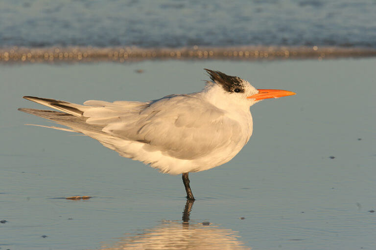 Fascinating Bird Watching Cape Cod Cape Cod Xplore