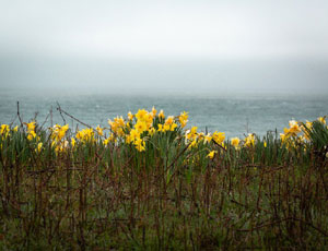 daffodils bushes cape cod island