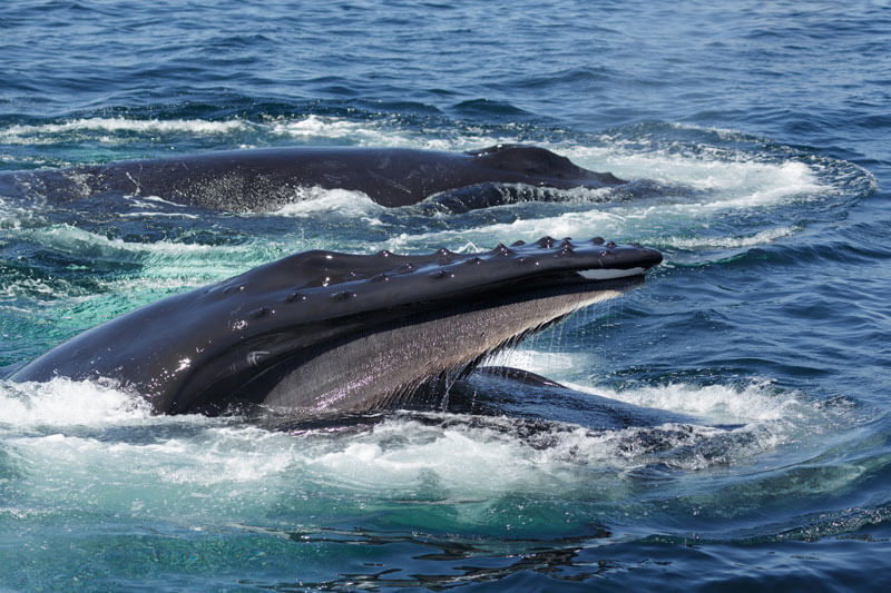 photo whales diving hyannis activities cape cod island