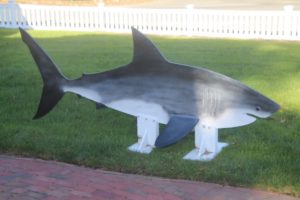 chatham shark center and shark center provincetown promote facts not fear
