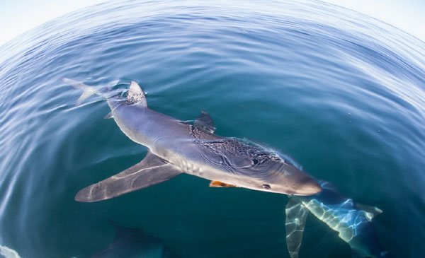 great white shark underwater cape cod island