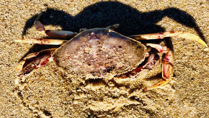 crab white sand cape cod beach island