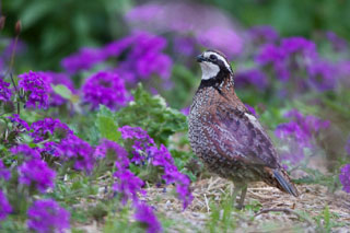 northern bobwhite quail