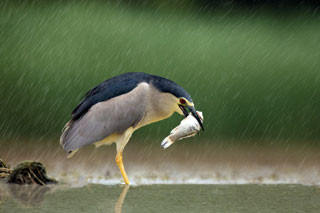 long-legged grey heron fishing