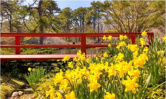 photo of bridge on trail yellow flowers trustees of reservations cape cod island