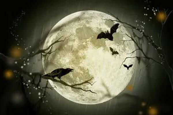 moon crow bat silhouette image cape cod island