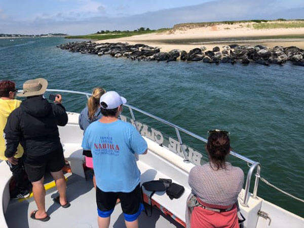people inside boat seal watching cape cod