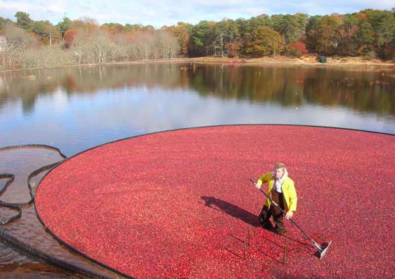 man harvesting cranberries cape cod island