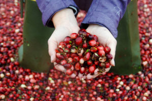 cape cod cranberry bog tours