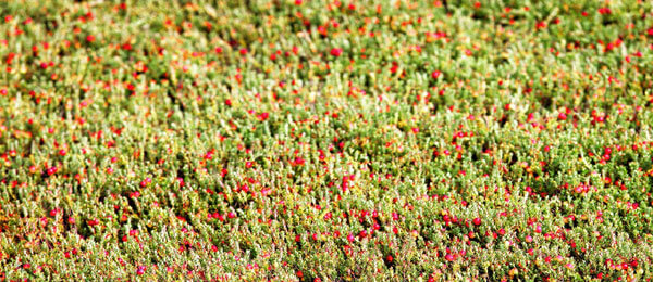 photo harvest season cranberries cape cod island