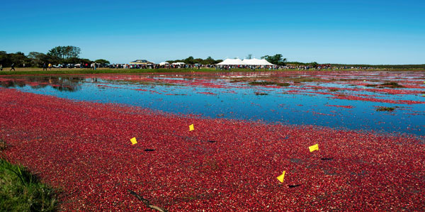 photo cranberries cape cod island