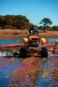 man working riding tractor cranberry field cape cod island