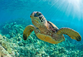 national marine life center saves stranded sea turtles and marine mammals