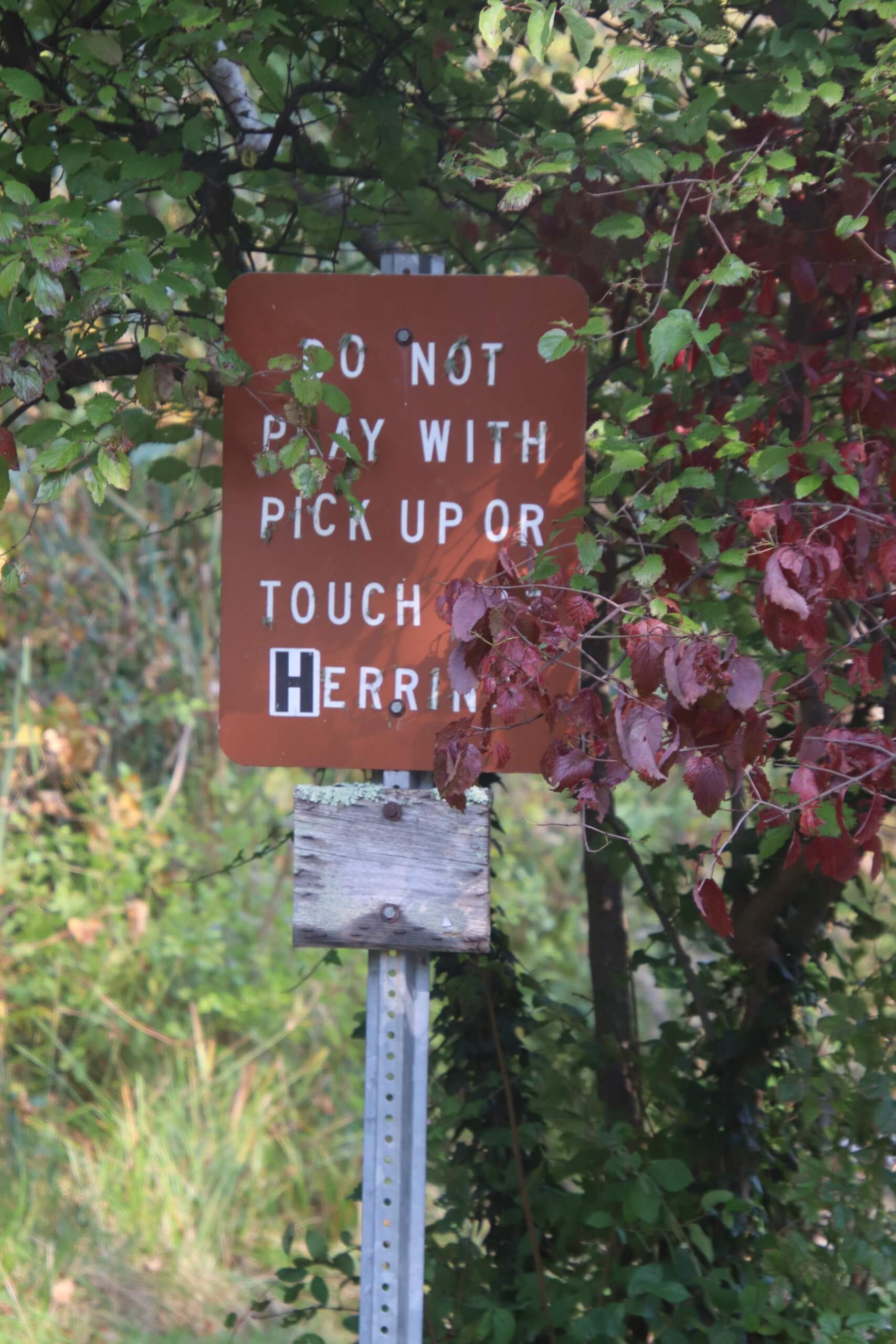 Great Herring Runs On Cape Cod And The Islands