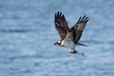 ospreys on Cape Cod