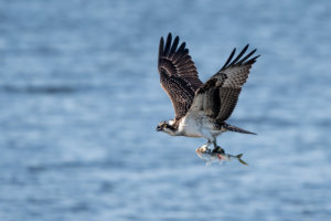 osprey on cape cod