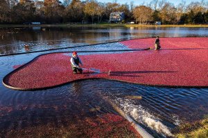 fall on cape cod