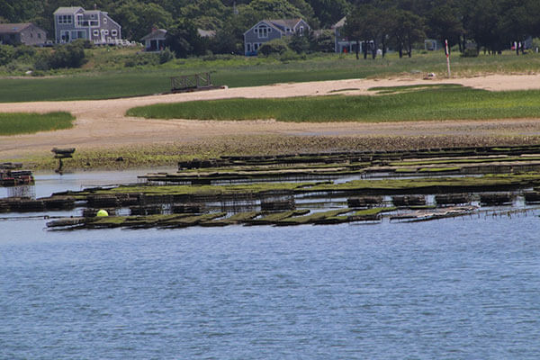 Recreational Oystering on Cape Cod