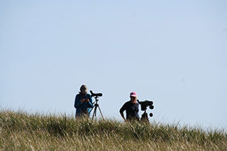 Begin Birdwatching on Cape Cod