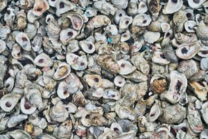 recycle oyster shells on cape cod