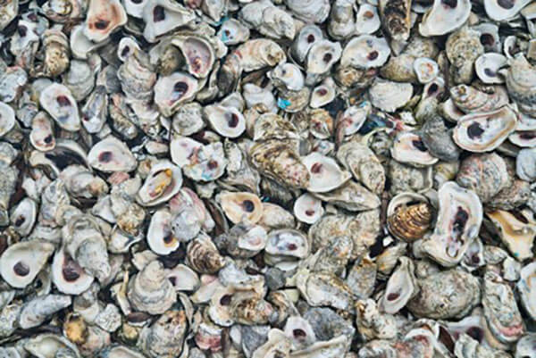 How to Recycle Oyster Shells on Cape Cod