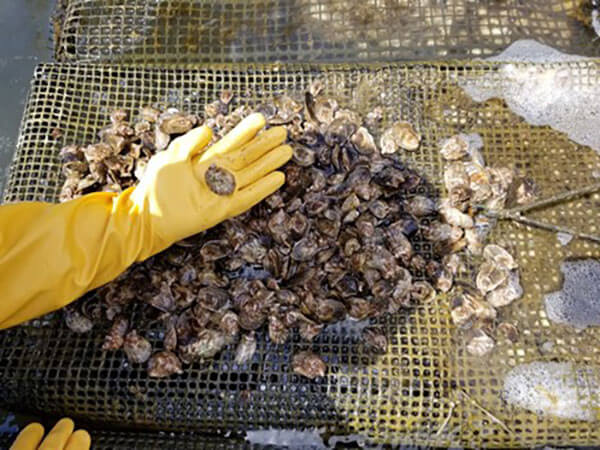 how to recycle oyster shells on cape cod