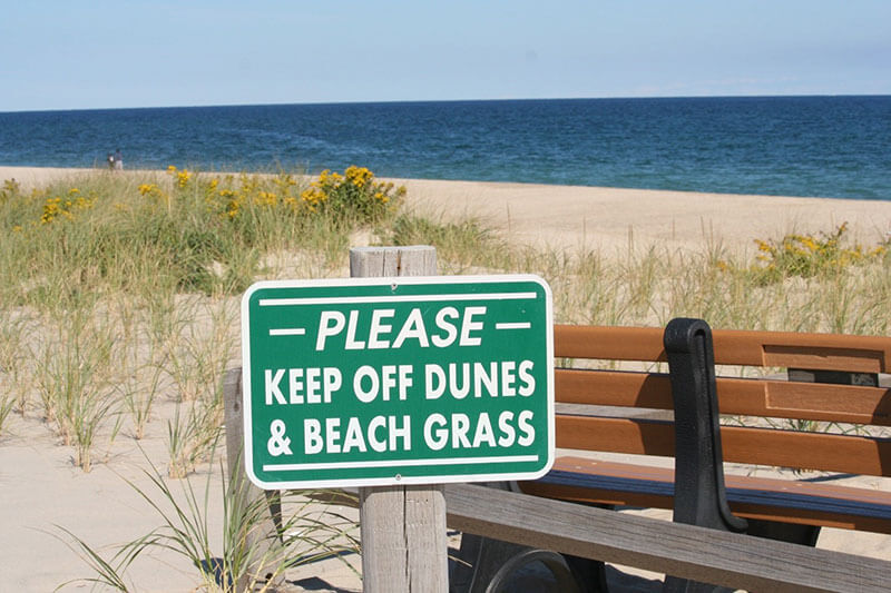 Beach Grass on Cape Cod