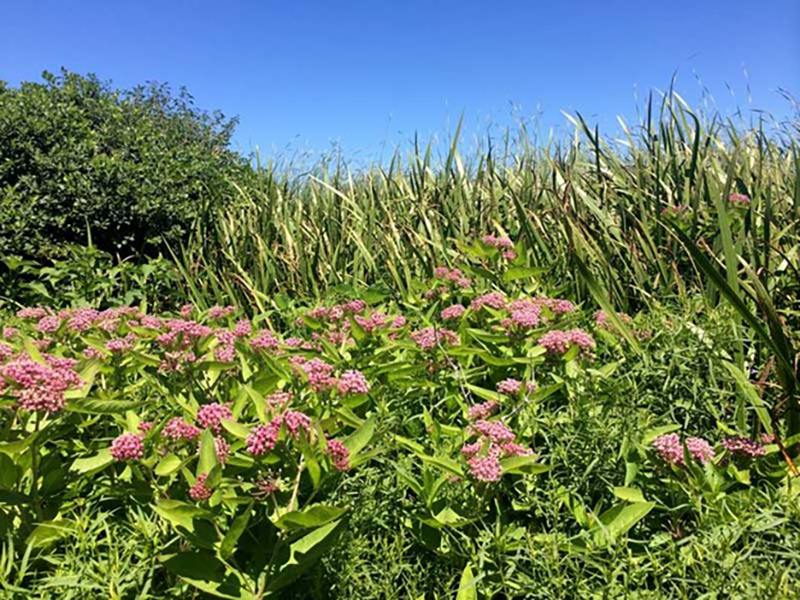 10 best local farms for kids on nantucket