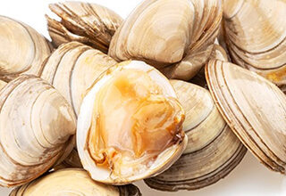 8 types of clams found on cape cod