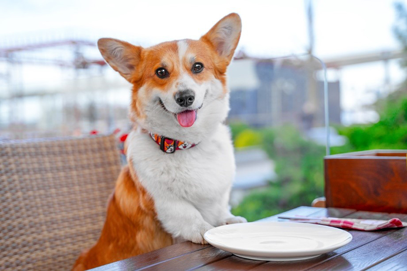 11 dog friendly dining in plymouth