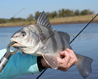 cape cod surfcasting: when how and where