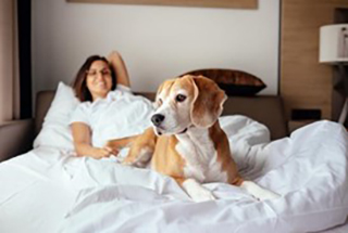 top 7 dog-friendly lodgings in plymouth, massachusetts