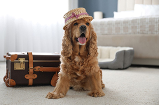 7 great pet(s) welcoming lodgings on nantucket