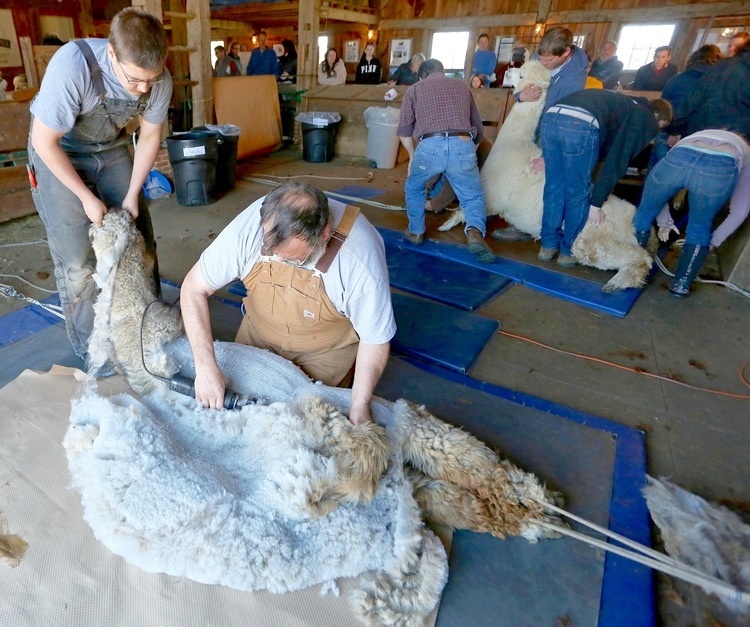 Island Alpaca Shearing Day