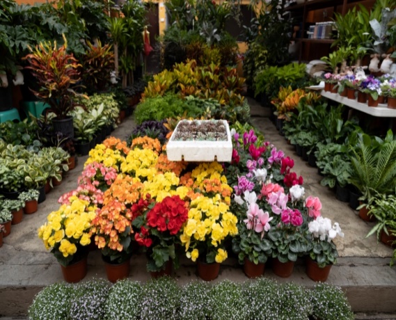 florists on nantucket plant sale