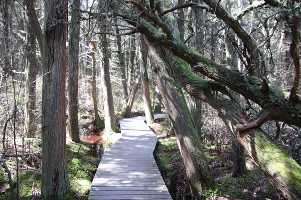 atlantic white cedar swamp trail