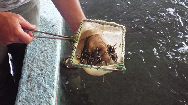 exploring the sandwich fish hatchery