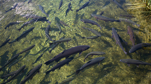 exploring the sandwich fish hatchery