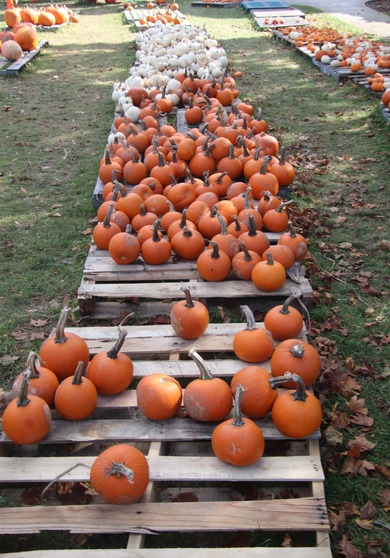 Pumpkin Patch is Open