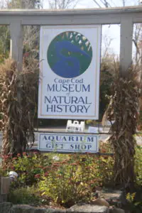 cape cod museum of natural history_cape cod museum gift shop