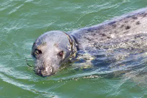 seal swimming monomoy island cape cod