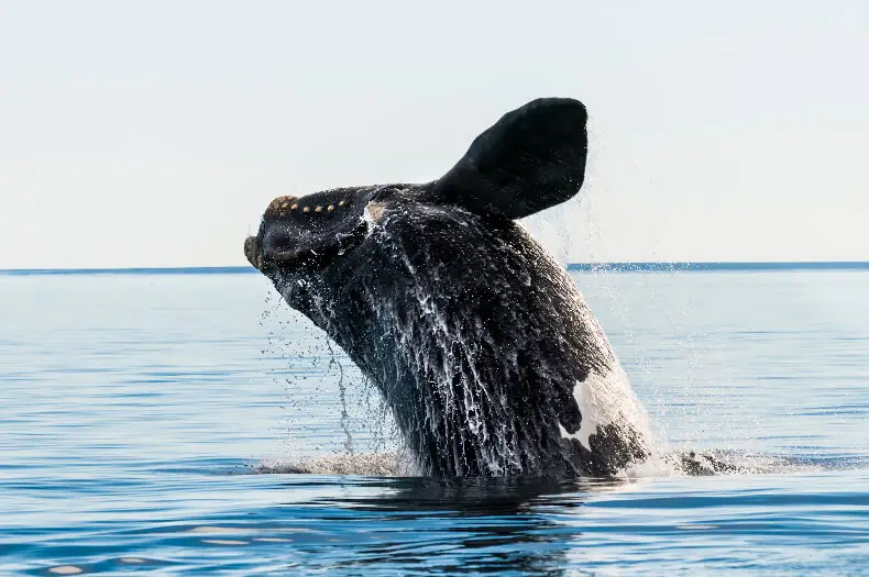 north atlantic right whale sightings