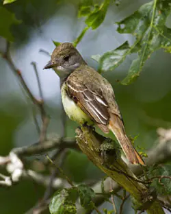 great crested flycatcher yellow breast
