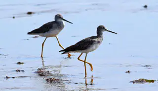 long-legged wading water sandpiper bird 