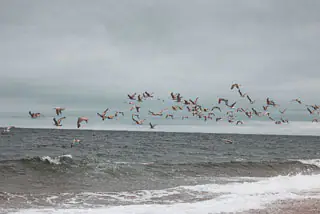 seagull flying race point beach
