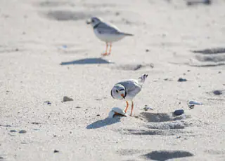 large white-headed plover cape sand